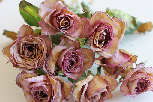 チワワも散歩は必要！散歩の必要性と適切な頻度・時間等を解説！のサムネイル画像