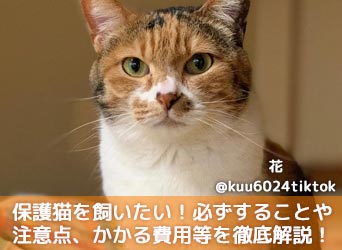 保護猫を飼いたい！必ずすることや注意点、かかる費用等を徹底解説！