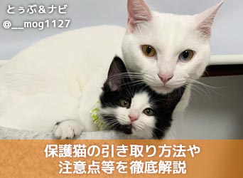 保健所でも猫がもらえる？保護猫の引き取り方法や注意点等を徹底解説