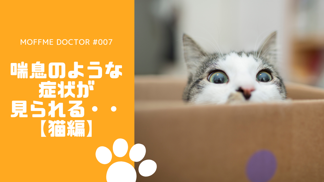 Moffme Doctor Cat 猫ちゃんが喘息になってしまった 対処法は