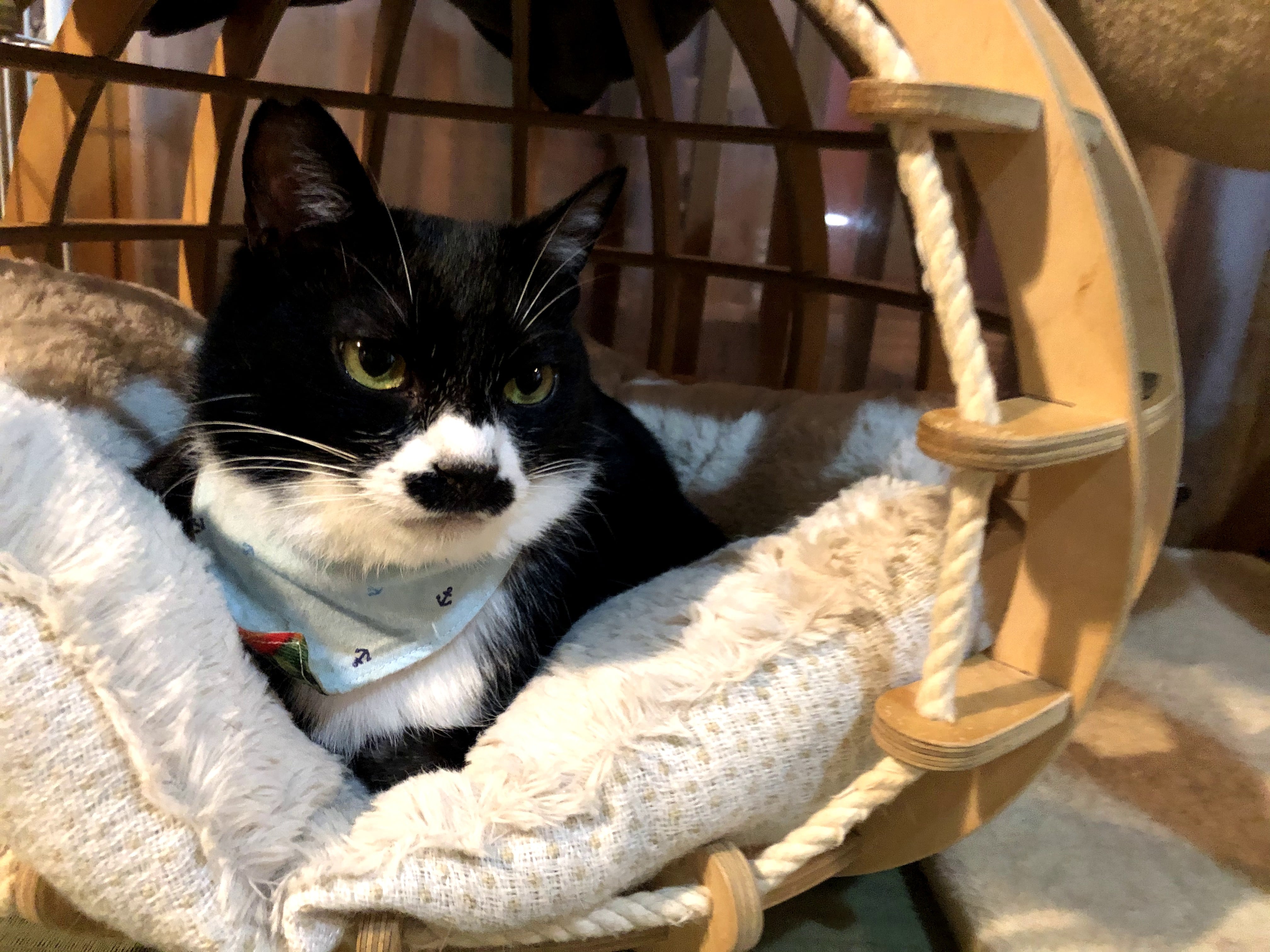 保護猫カフェ ネコリパブリックお茶の水店に行ってみた Moffme