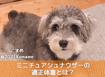 ミニチュアシュナウザーの適正体重とは 体重管理方法も徹底解説