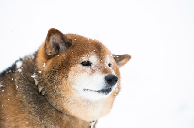 秋田犬の適正体重とは 月齢体重の推移や体重管理方法も徹底解説