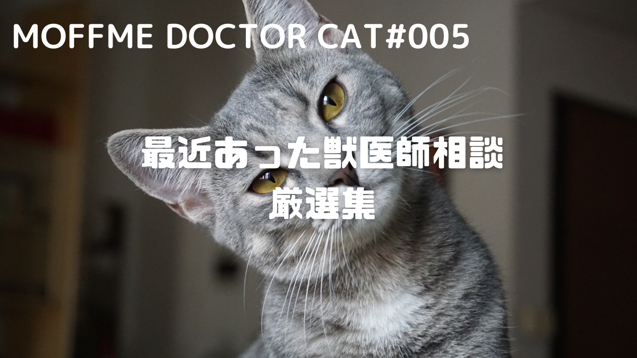 MOFFME DOCTOR CAT】これは臍ヘルニアかもしれない。対処法とは？