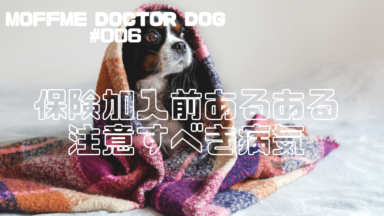 Moffme Doctor Dog 保険加入ができない 加入前にかかってしまう病気あるある