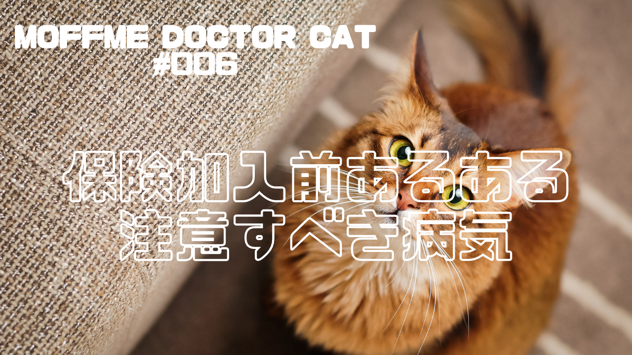 Moffme Doctor Cat 保険加入ができない 加入前にかかってしまう病気あるある