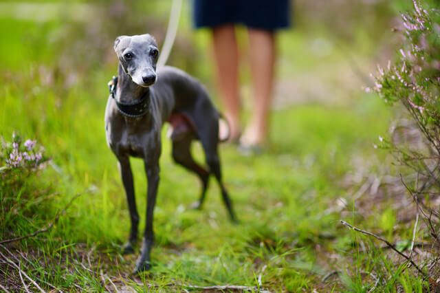 犬がうどんを食べても大丈夫 与えるメリットや栄養素 注意点を解説