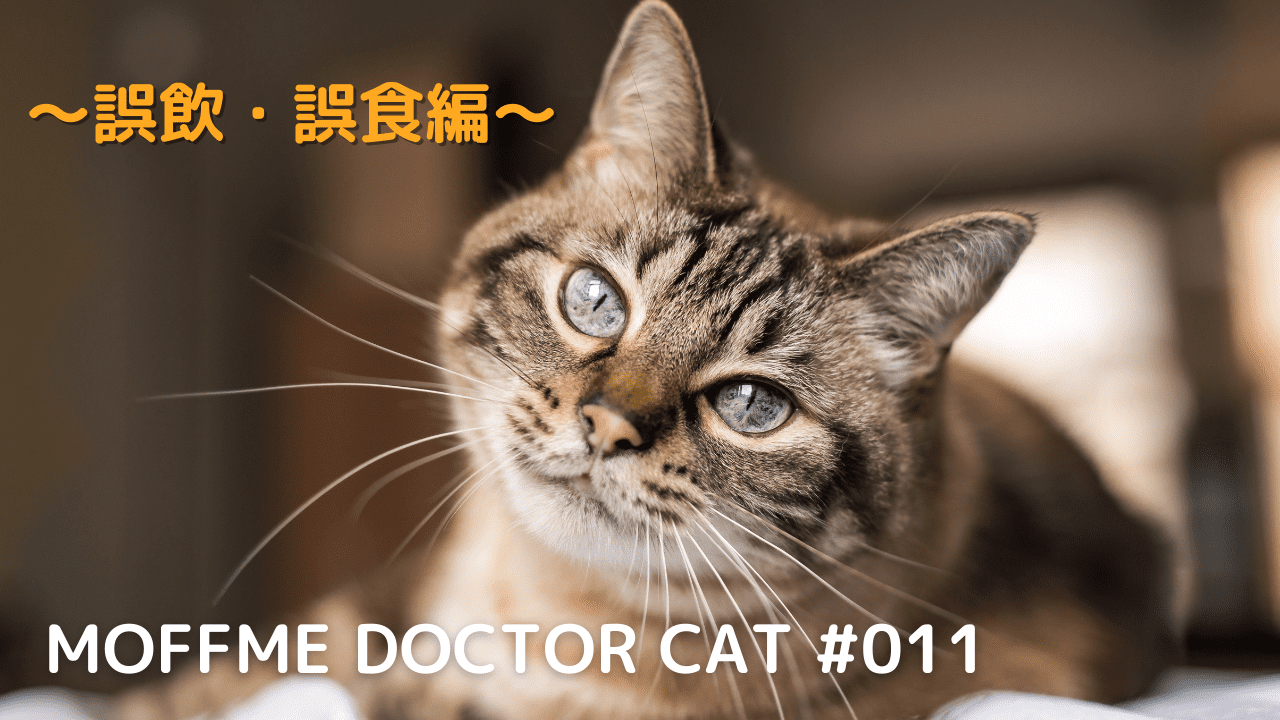 猫の誤飲の対処法とは 獣医師さんへの実際の相談事例と共に解説