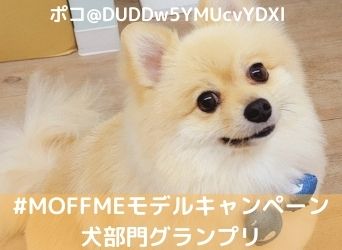 Moffmeモデルキャンペーン犬部門グランプリ ポコちゃん