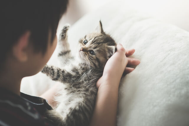 猫の爪切りの頻度はどれくらい 切り方のコツや注意点等も徹底解説