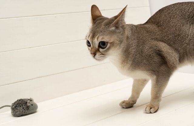 猫の色覚とは 人間との違い 赤色が見えないのは本当なのか徹底解説