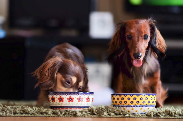 犬はにんじんを食べられる 栄養効果や与えても良い量 注意点を解説