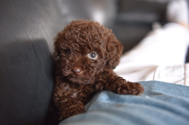 犬に唐辛子は与えてはダメ 危険性や誤食の症状 対処法も徹底解説