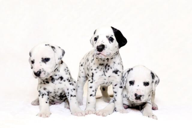 犬はゼリーを食べられる 与える際の注意点 犬用ゼリーのレシピとは