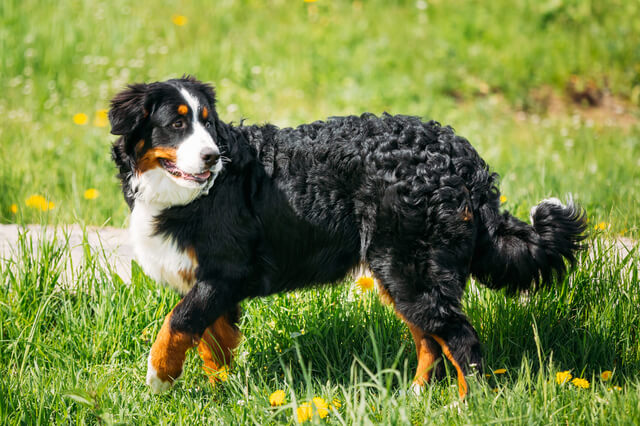犬がココアを飲むのはダメ 危険性や中毒症状 誤飲の対処法を解説 Moffme