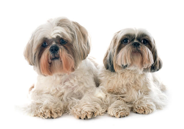 犬に餅は与えない方が良い 理由と誤飲した時の対処法を徹底解説