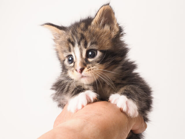 猫はマンゴーを食べられる?与えるメリットとデメリットを徹底解説