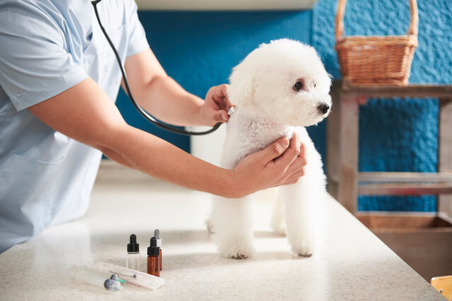 犬に人間用のプロテインは与えちゃダメ 危険性や誤飲の対処法を解説 Moffme