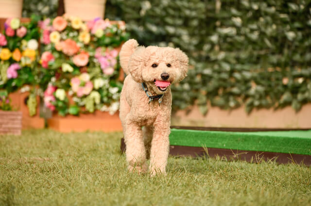 犬はプチトマトを食べられる 期待できる栄養効果と注意点を徹底解説 Moffme