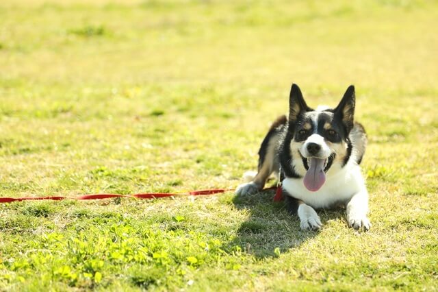 犬がミミズを食べたけど大丈夫 実はミミズの臭いが大好き