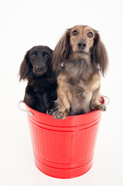 犬は鶏肉を食べられる 適切な与え方や量 おすすめレシピも解説 Moffme