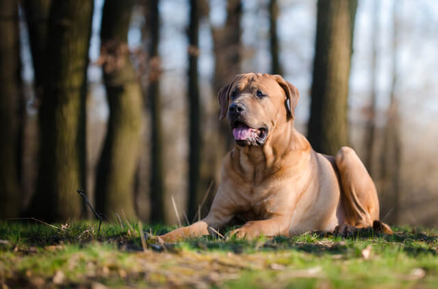 犬が砂肝を食べても大丈夫 適切な与え方や量 手作りレシピも