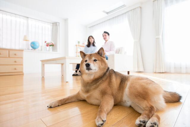 室内犬の上手な飼い方を解説 室内飼いに向いてる犬の種類や注意点も