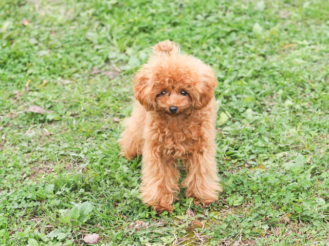 小型犬の決定版 小型犬の犬種や特徴 食事の仕方など徹底解説