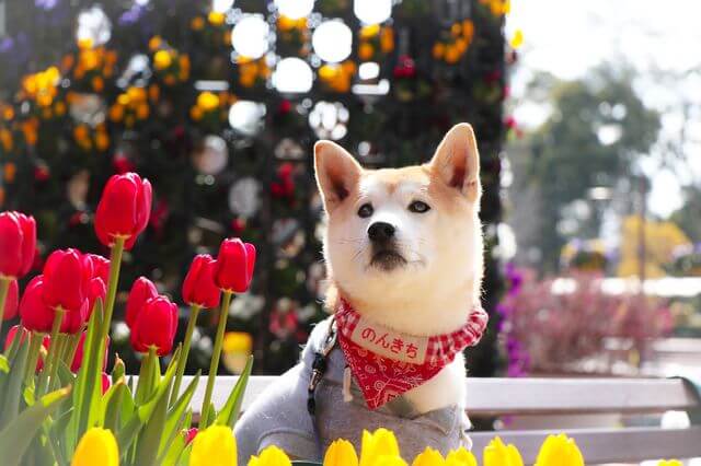 犬はパクチーを食べられる 栄養や成分 与え方などを解説 Moffme