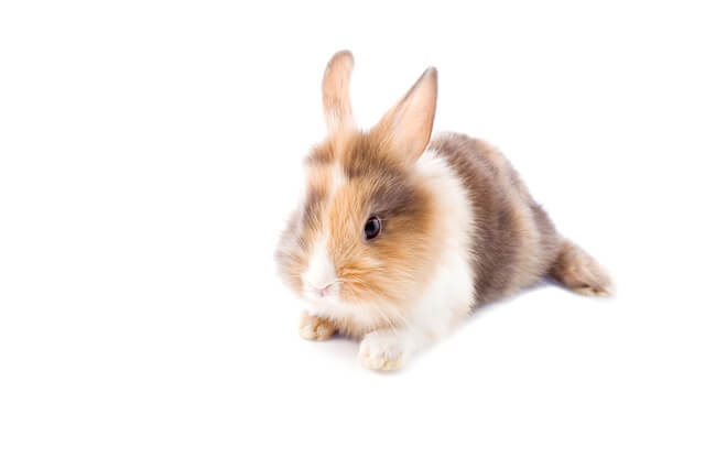 うさぎを一人暮らしで飼うと大変？社会人でも飼える？飼い方のポイントも解説のサムネイル画像