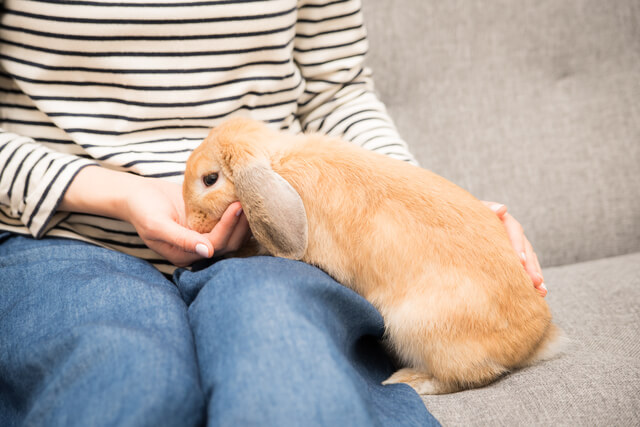 うさぎの妊娠・出産など繁殖の基本について徹底解説！【うさぎ先生監修】のサムネイル画像