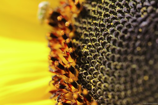 犬を室内飼いをしている家庭向けソファーを紹介！選び方や注意点のサムネイル画像