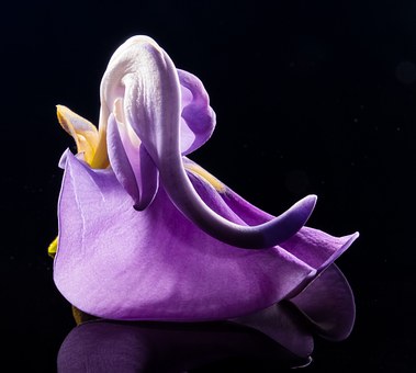 犬のツボを紹介！愛犬の健康に効くツボマッサージを詳しく解説のサムネイル画像