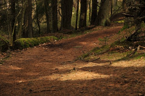 猫のアルビノの特徴を紹介！白猫との違いやアルビノ猫の飼い方のサムネイル画像