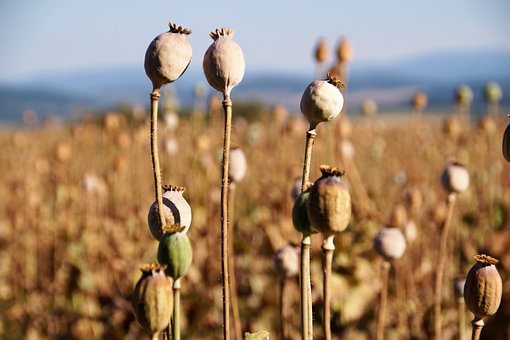 猫が人の膝に乗ってくる理由は？猫が膝に乗る理由や好かれるコツのサムネイル画像