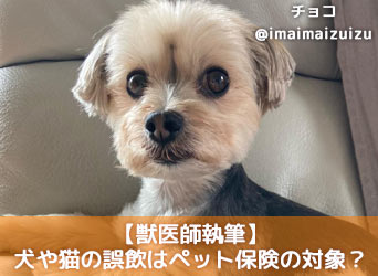 獣医師執筆 犬や猫の誤飲はペット保険の対象 手術費用なども解説 Moffme