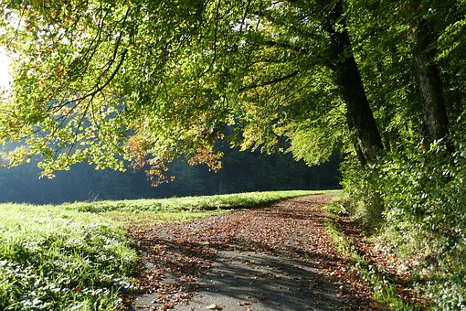 ゴールデンドゥードゥルを詳しく紹介！飼い方や特徴、性格などのサムネイル画像