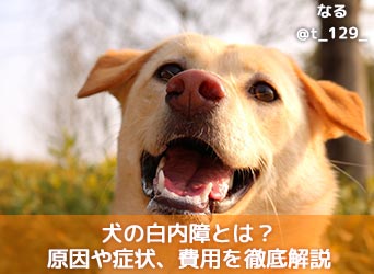 獣医師監修 犬の白内障とは 原因や症状 治療 手術費用 予防法を徹底解説