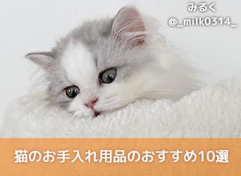 自宅で可能！猫のお手入れ用品のおすすめ10選