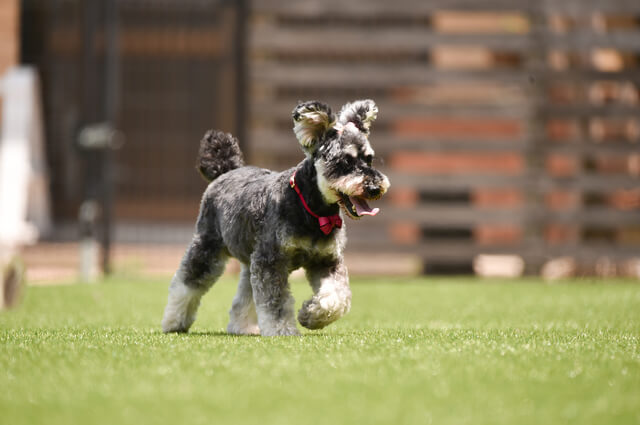 獣医師監修 犬が膿皮症になる原因はシャンプー 薬で治る 病気や対処方法を解説 Moffme