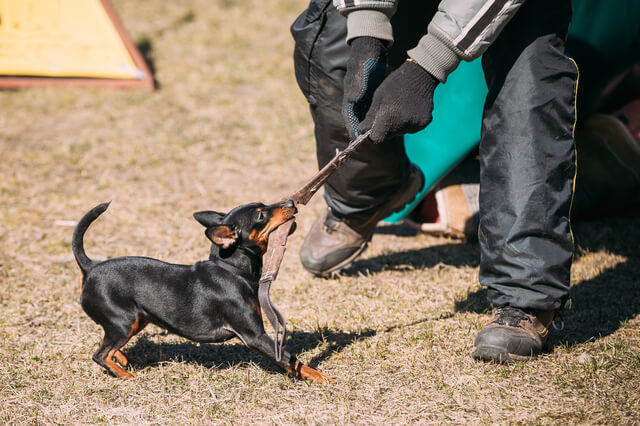 獣医師監修 犬の骨肉腫とは 骨肉腫の原因や治療 手術等について徹底解説 Moffme