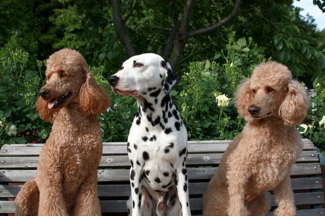 獣医師監修 犬の股関節脱臼とは 手術や治し方 リハビリ等について徹底解説