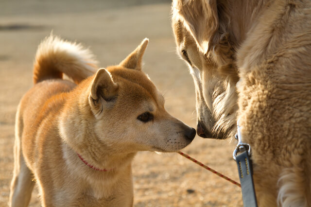 獣医師監修 犬の膀胱結石とは 原因や症状 治療法や予防法について解説