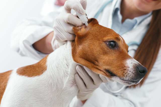 獣医師監修 犬の脂漏症とは 原因から症状 治療法まで解説