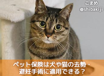 獣医師執筆 ペット保険は犬や猫の去勢 避妊手術に適用できる