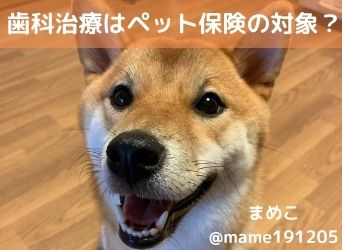 歯科治療はペット保険の対象 犬や猫の歯石取りや抜歯などは Moffme