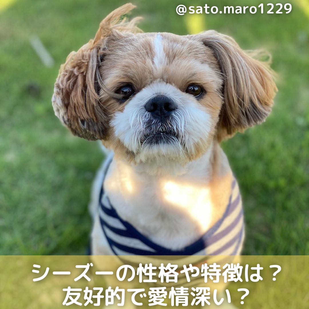 シーズーの性格や特徴は 友好的で愛情深い 病気や飼い方等を解説 Moffme