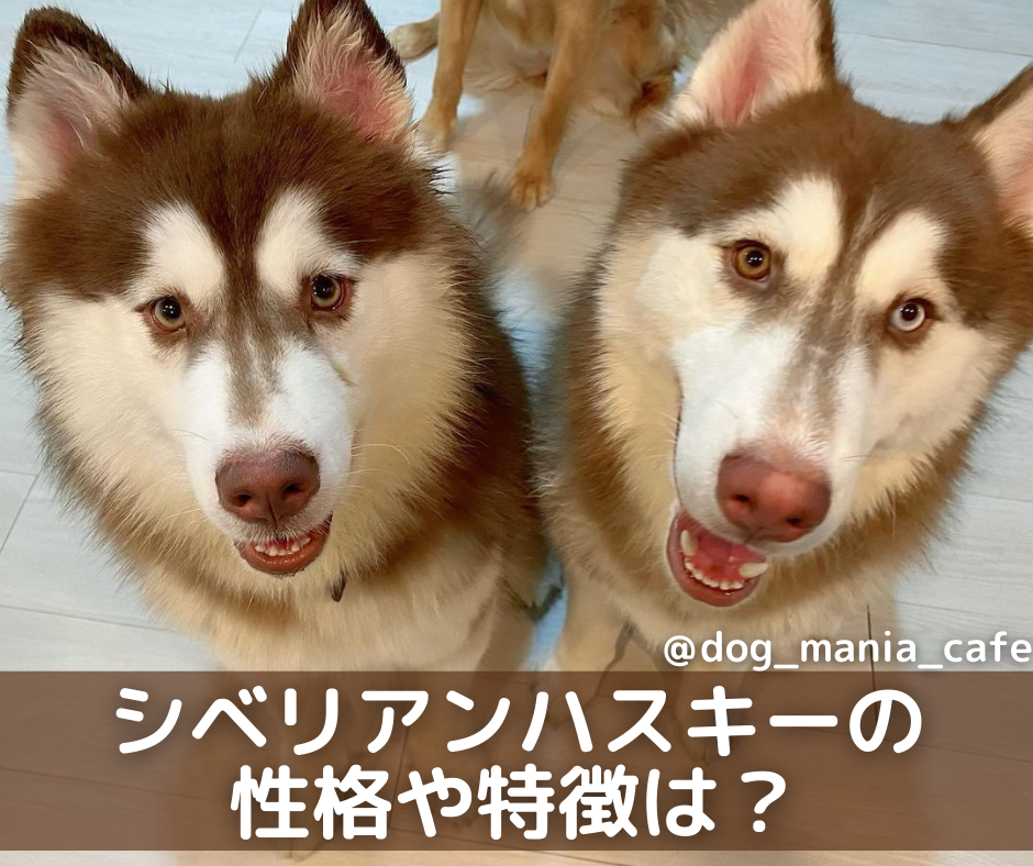 ハスキー 犬 値段