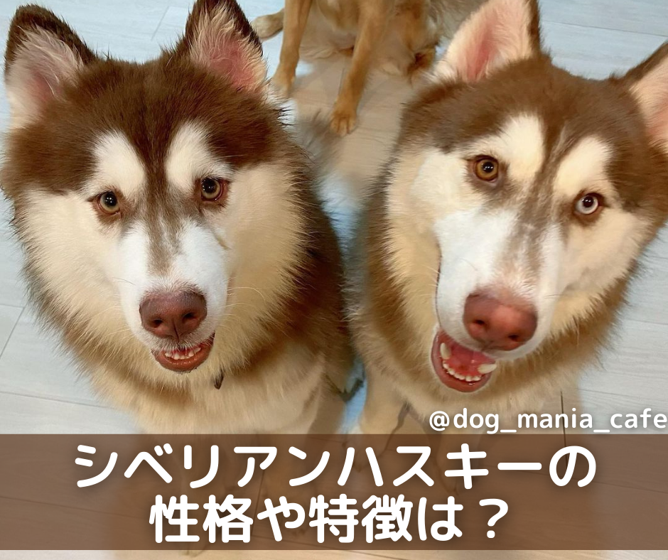 シベリアンハスキーのオス メスの性格や特徴は 歴史や値段も解説 Moffme