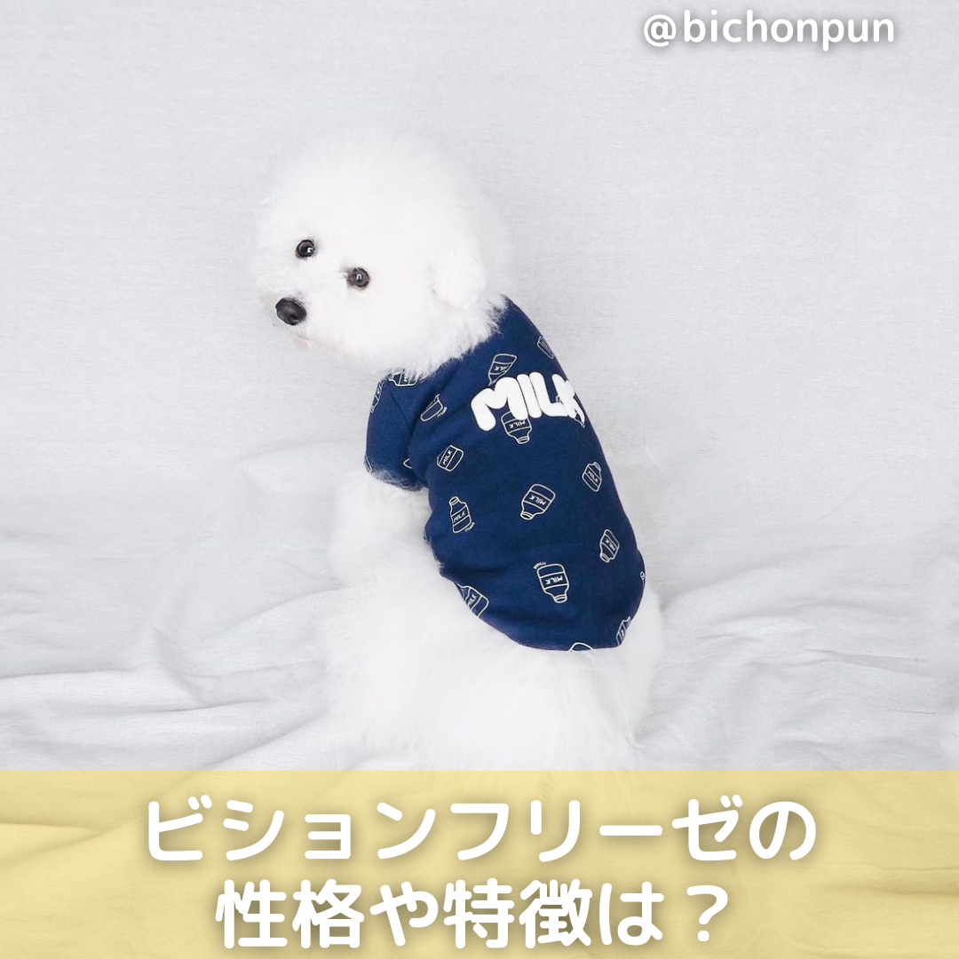 ビションフリーゼの性格や特徴は 飼い方のコツや価格 病気も解説 Moffme